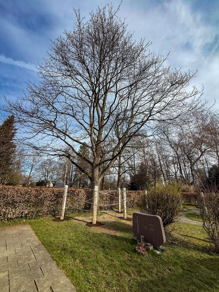 Die Urnengemeinschafts-Grabanlage steht vor dem prächtigen, alten Baum. Die Urnengemeinschafts-Grabanlage steht vor dem prächtigen, alten Baum.